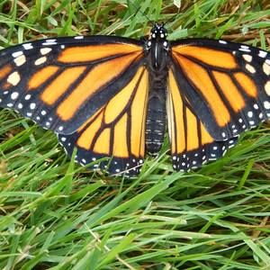 Meet your Posher, June